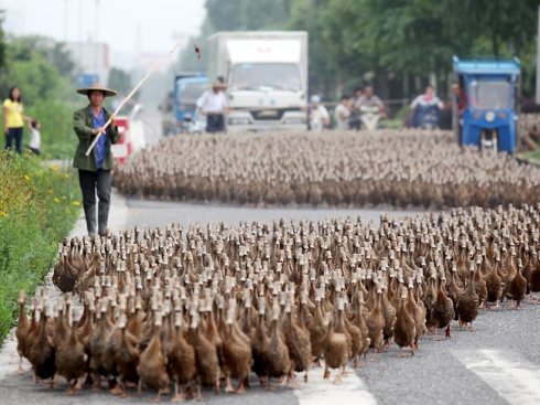 A contemporary duck farmer in China leads his charges along a busy street.