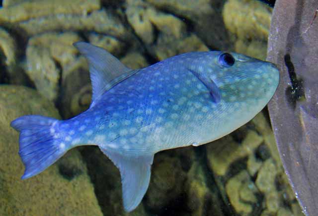 Pelagic Triggerfish